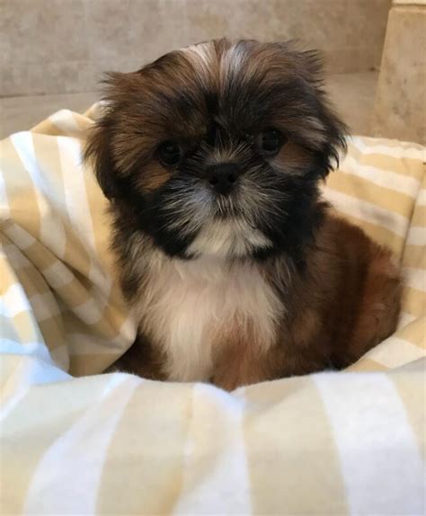 shih tzu for sale|shih tzu for sale near me craigslist.